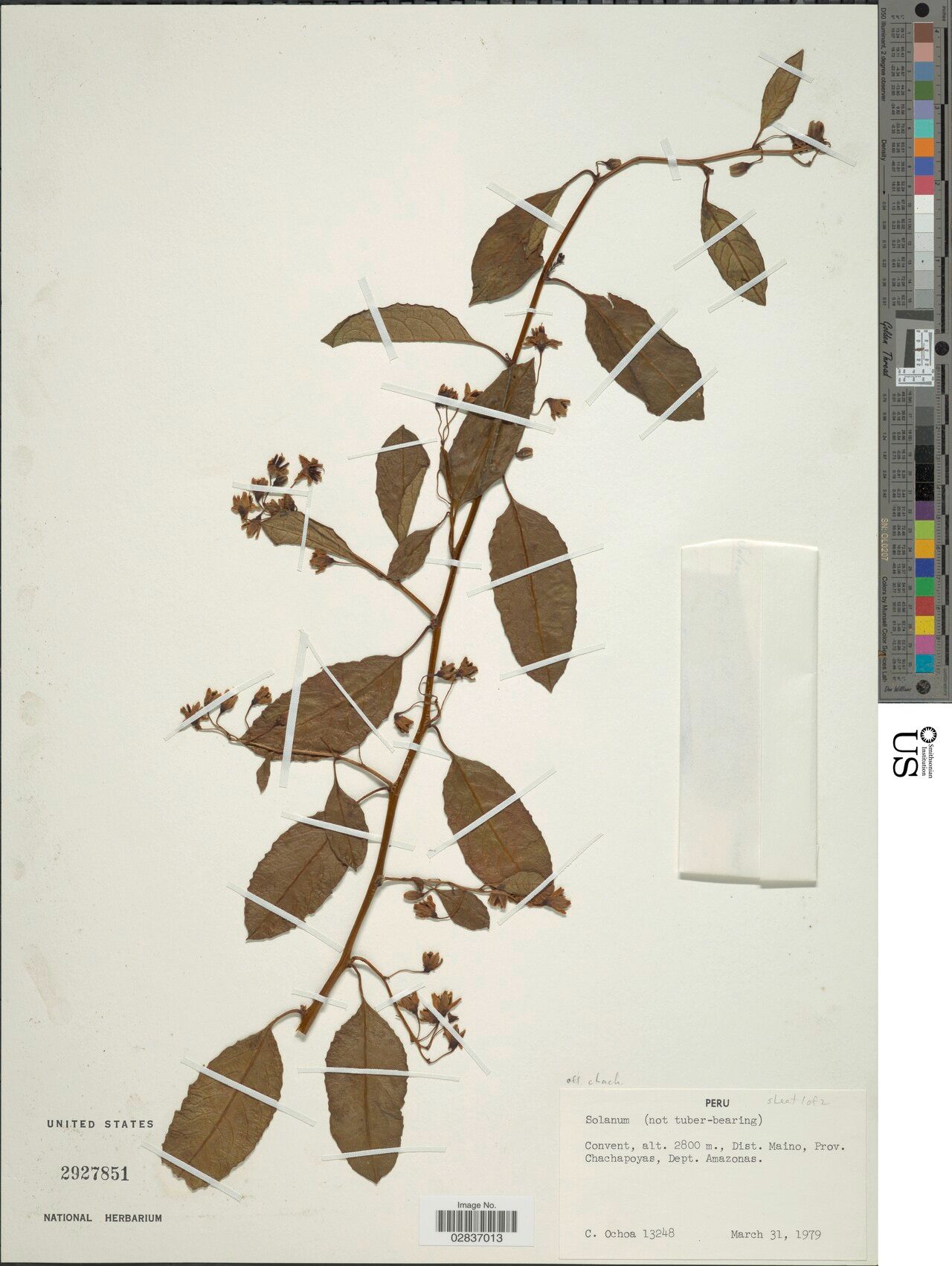 Solanum chachapoyasense — houseplant care guide