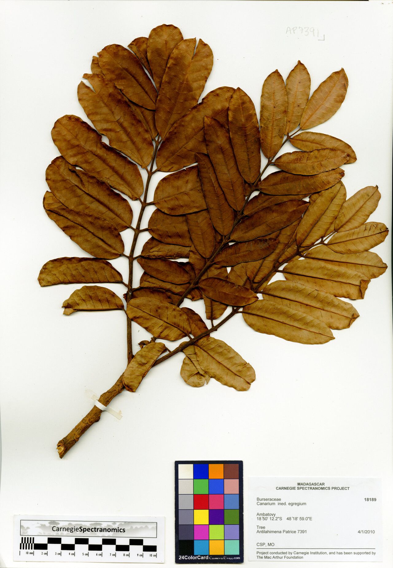 Canarium egregium — search result for 'Canarium'