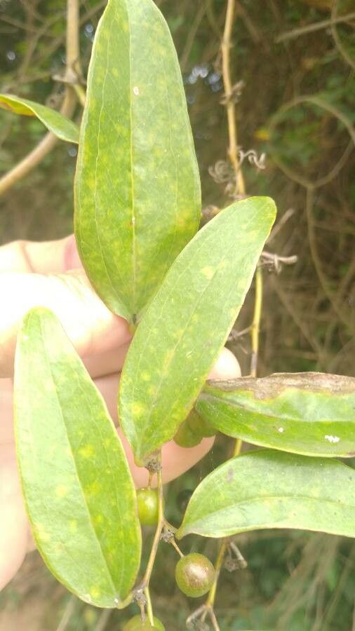 Smilax laurifolia — search result for 'Bamboo'