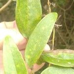 Smilax laurifolia
