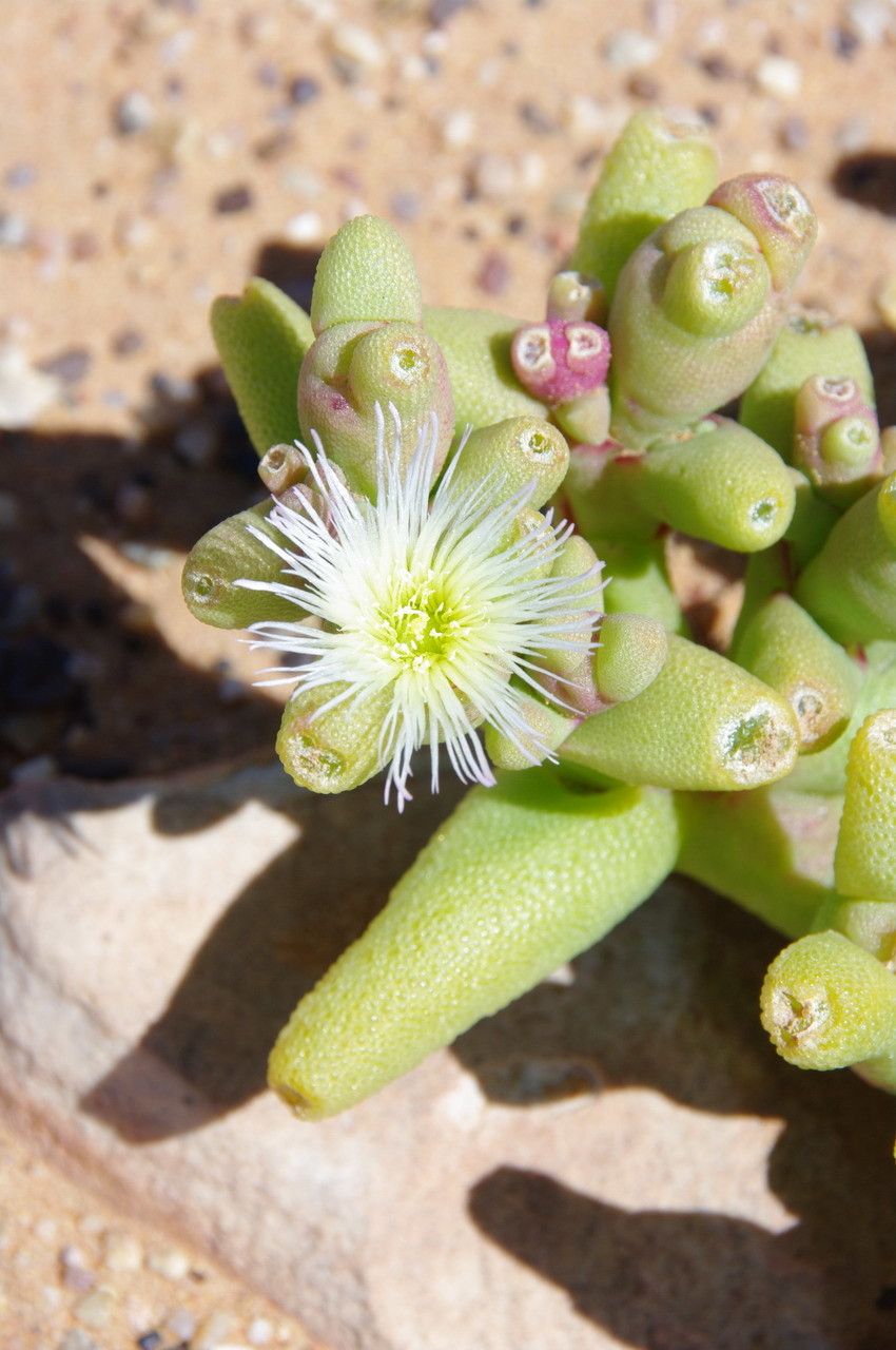 Mesembryanthemum cryptanthum flower