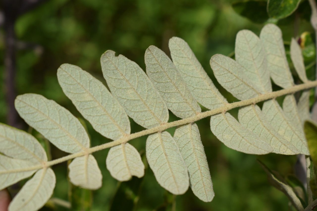 Lannea humilis leaf