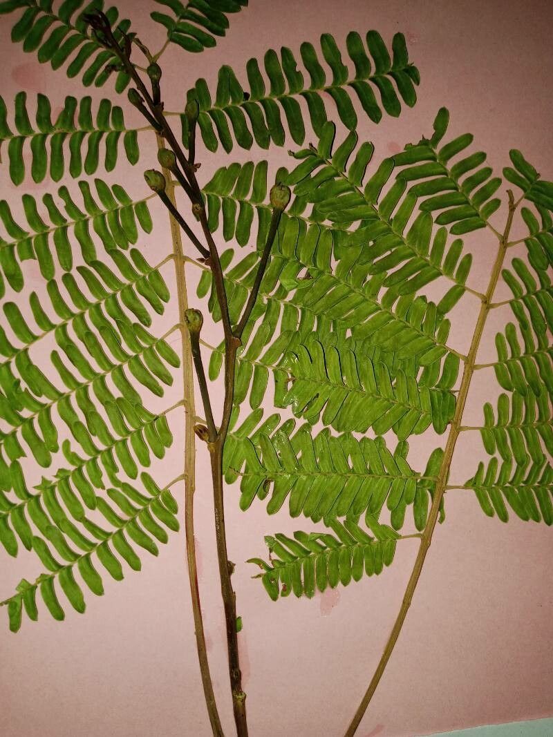 Combretum mooreanum — search result for 'Combretum'