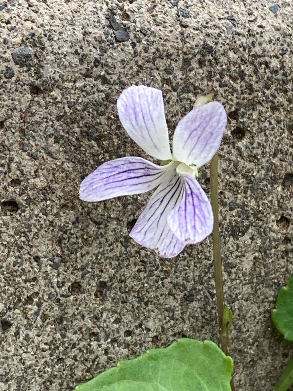Viola betonicifolia flower