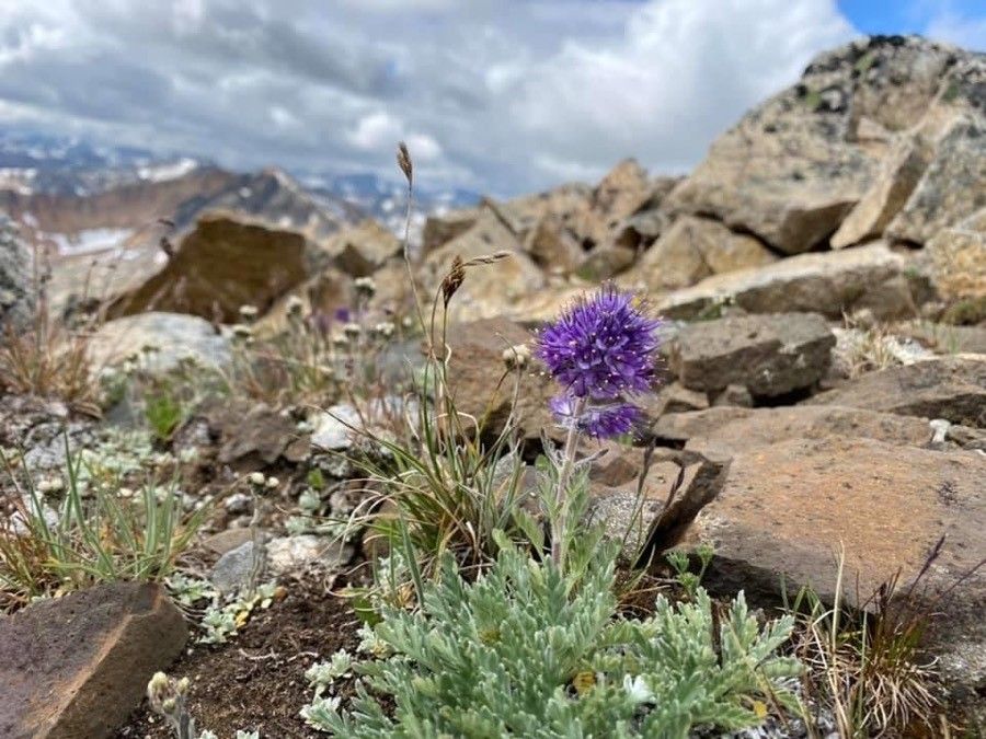 Phacelia sericea flower