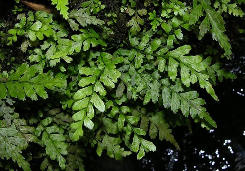 Asplenium hostmannii leaf