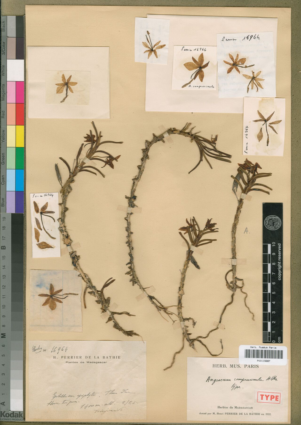 Angraecum compressicaule — houseplant care guide