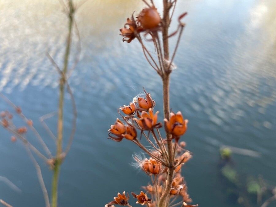 Lysimachia thyrsiflora fruit