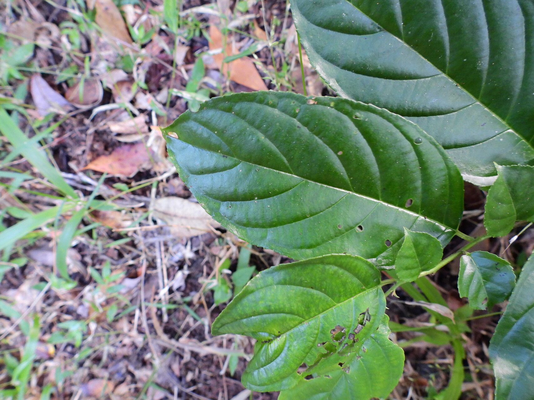 Rhamnus napalensis leaf