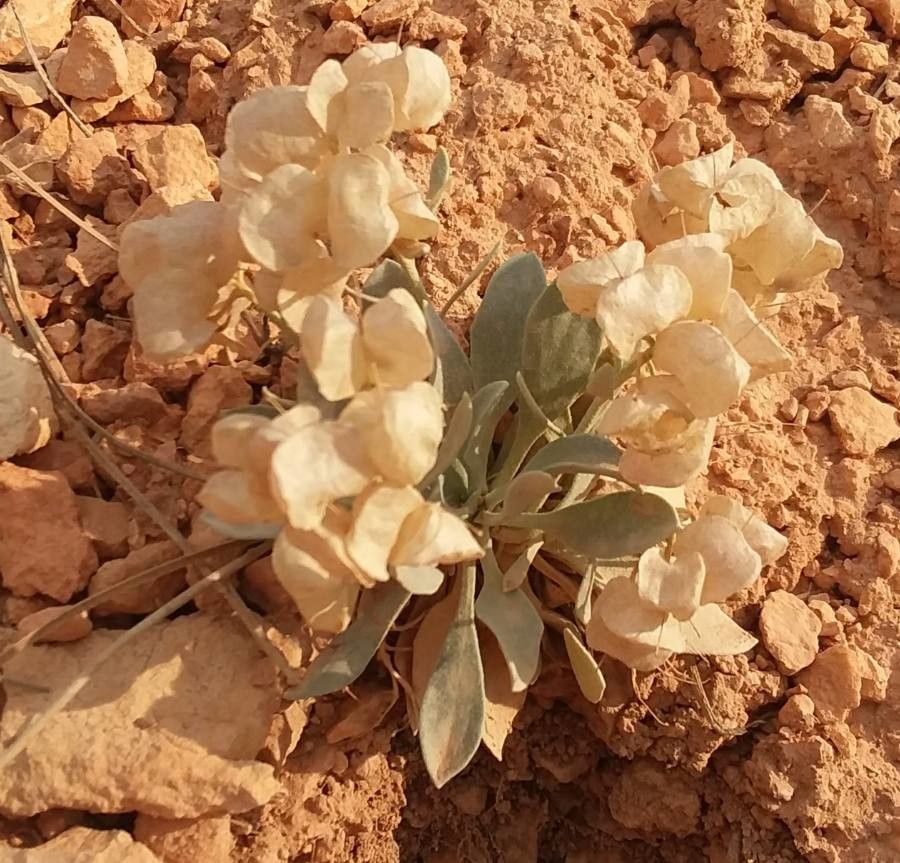 Physaria chambersii flower