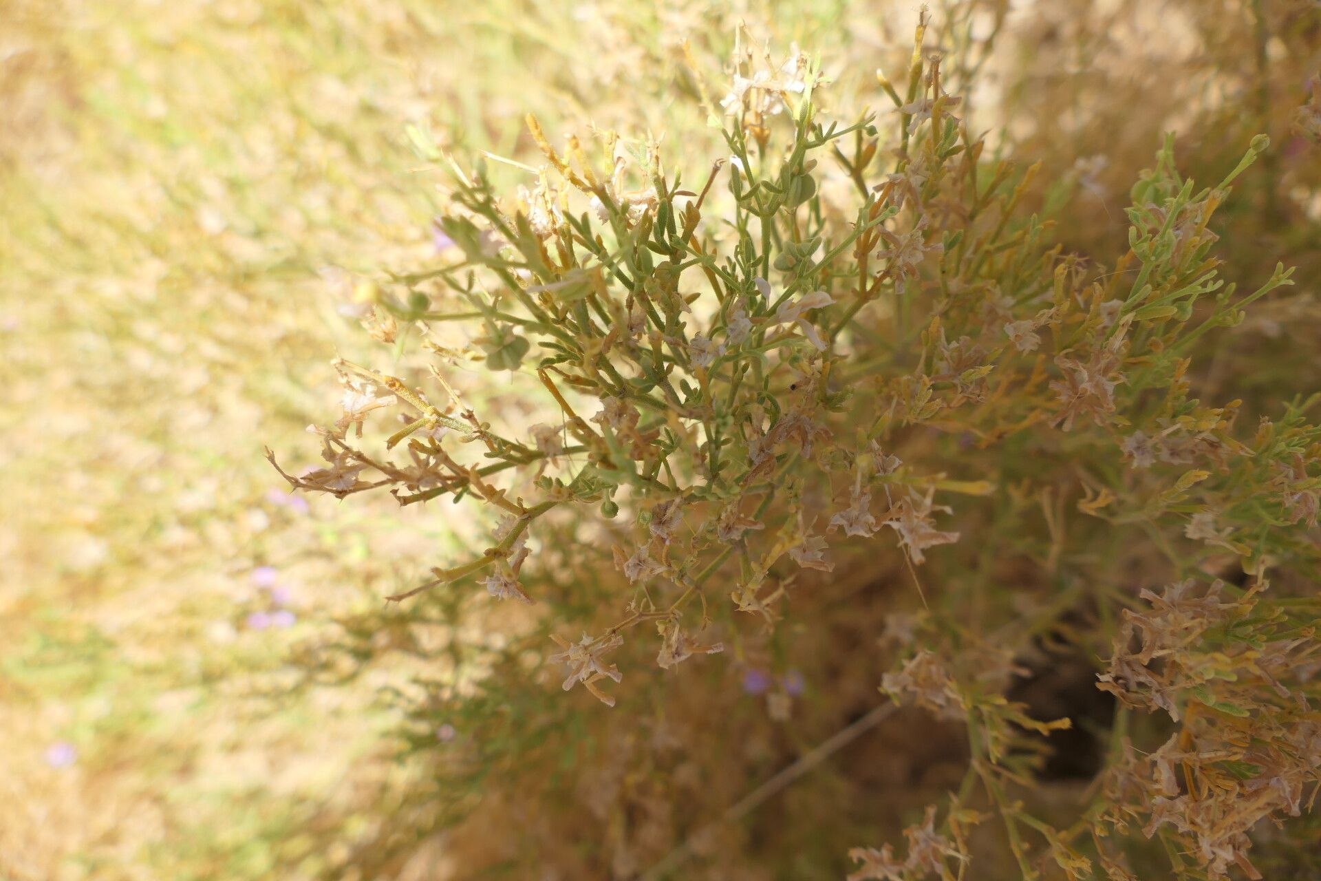 Fagonia scabra — houseplant care guide