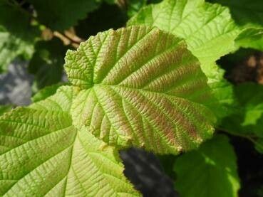 Corylus sieboldiana leaf