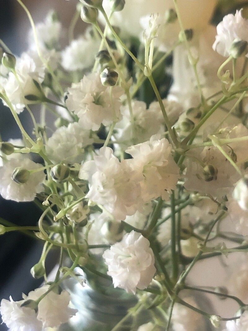 Gypsophila paniculata flower