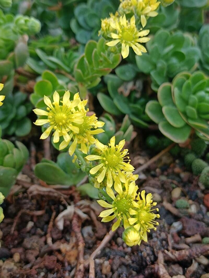 Aeonium saundersii flower