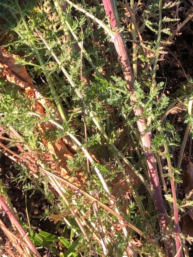 Achillea crithmifolia leaf