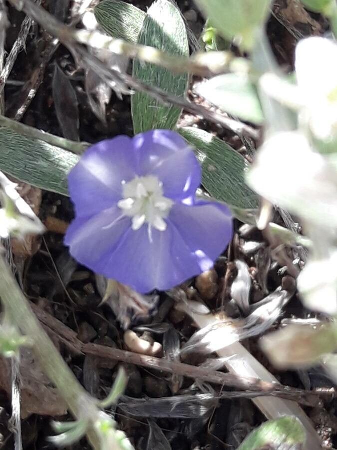 Evolvulus helianthemifolius flower