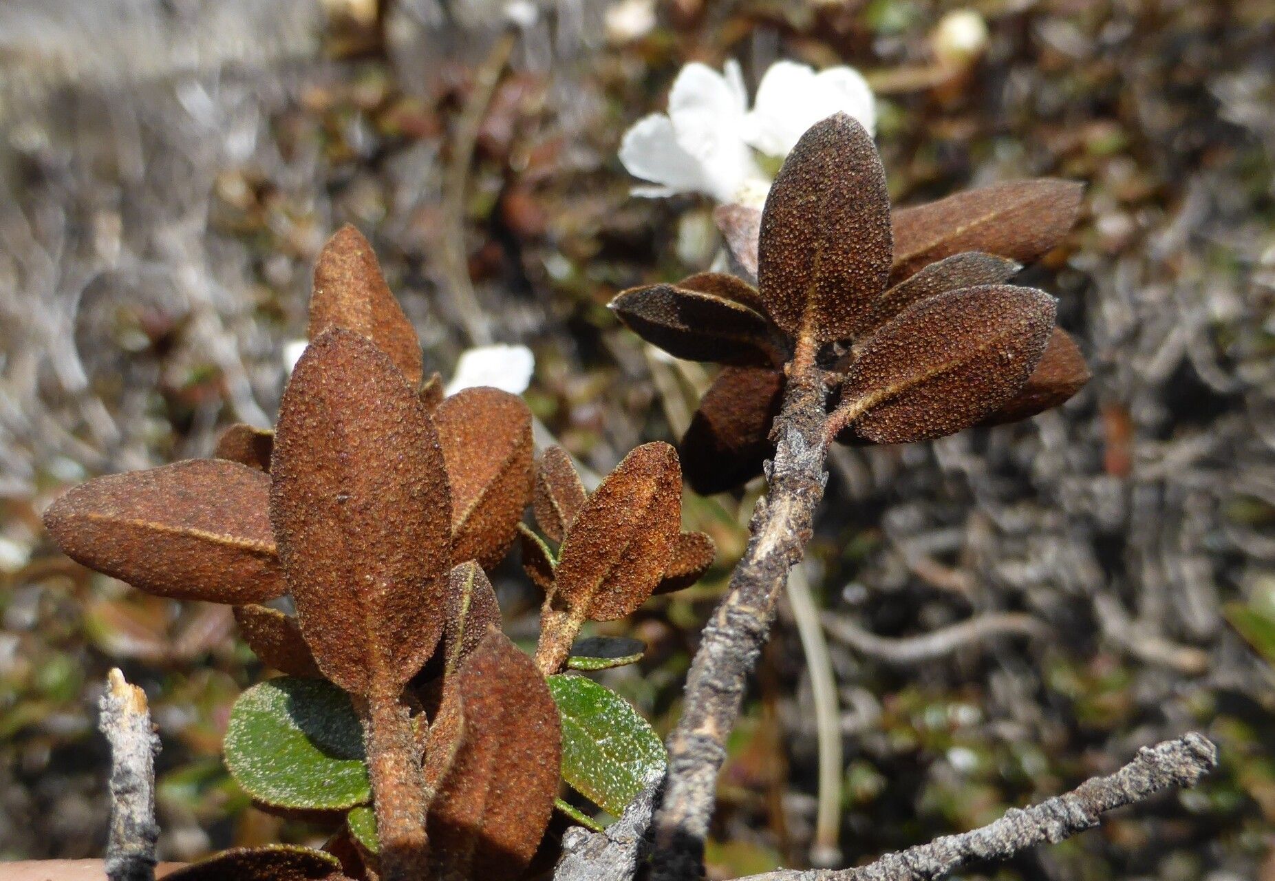 Rhododendron laudandum — houseplant care guide