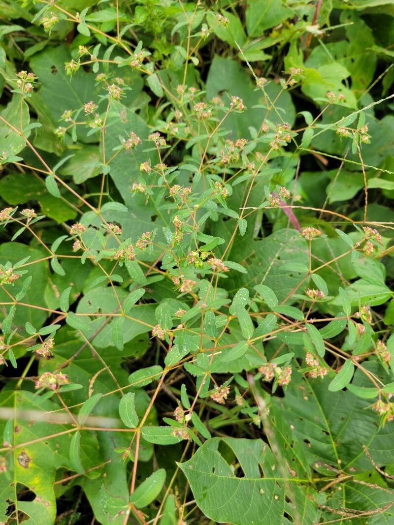 Chamaesyce hyssopifolia other