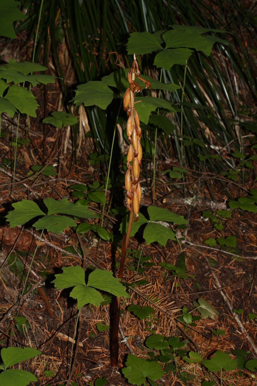 Corallorhiza maculata fruit