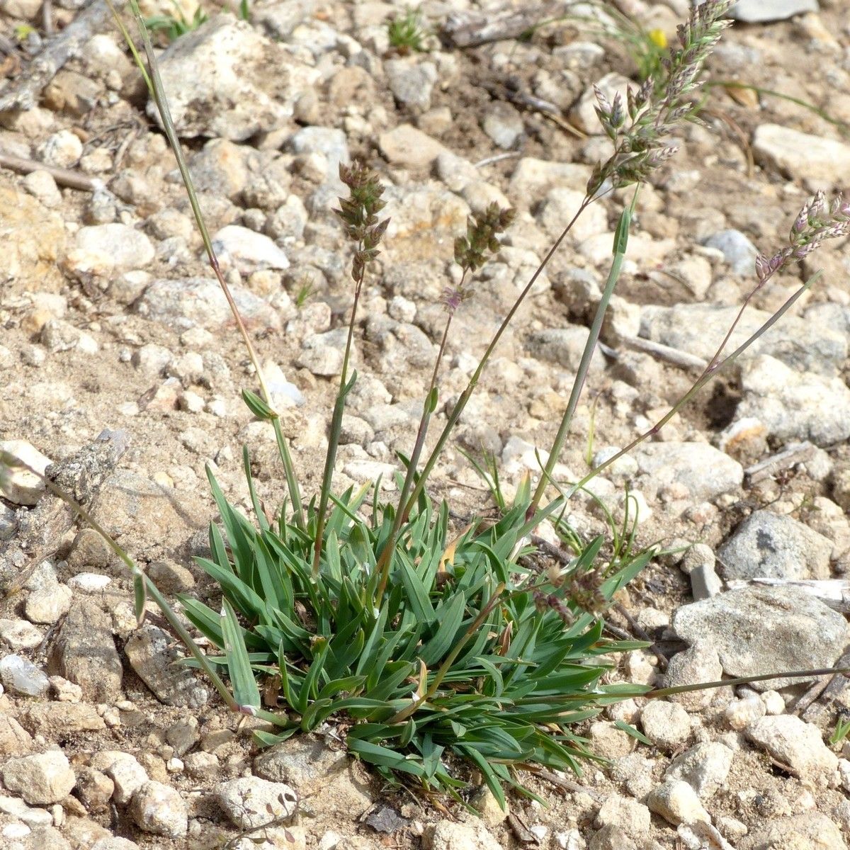 Poa badensis habit