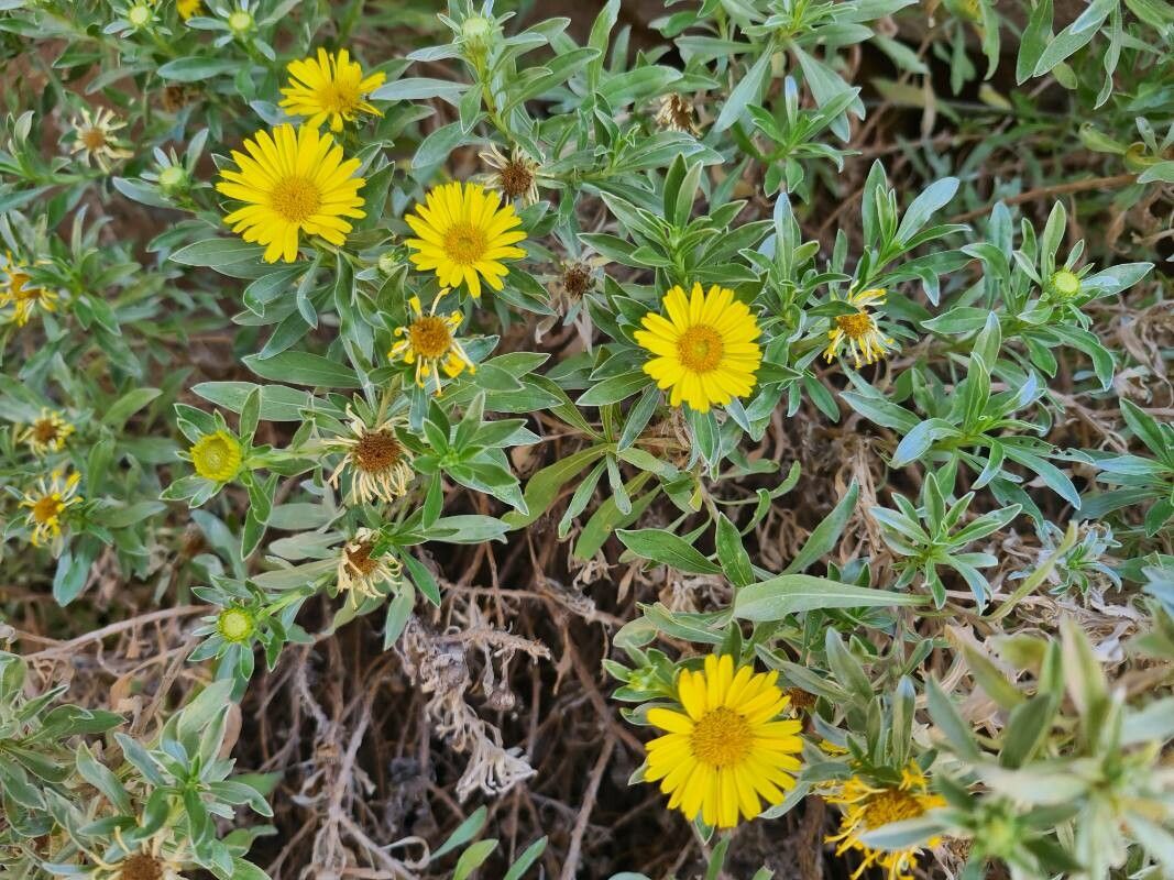 Asteriscus daltonii flower