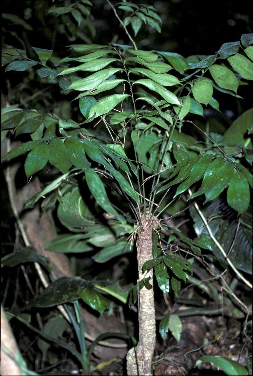 Zamia skinneri habit