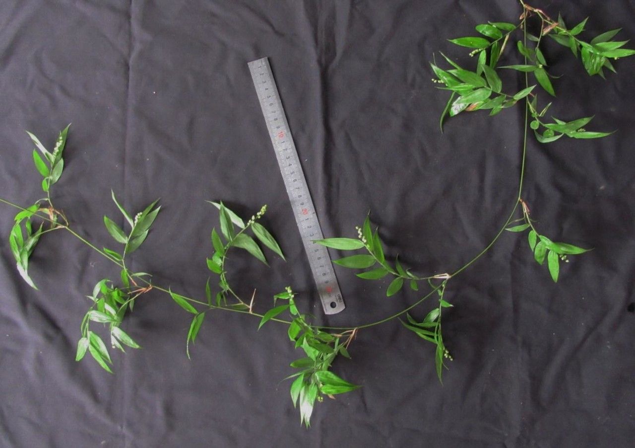 Lasiacis rugelii other