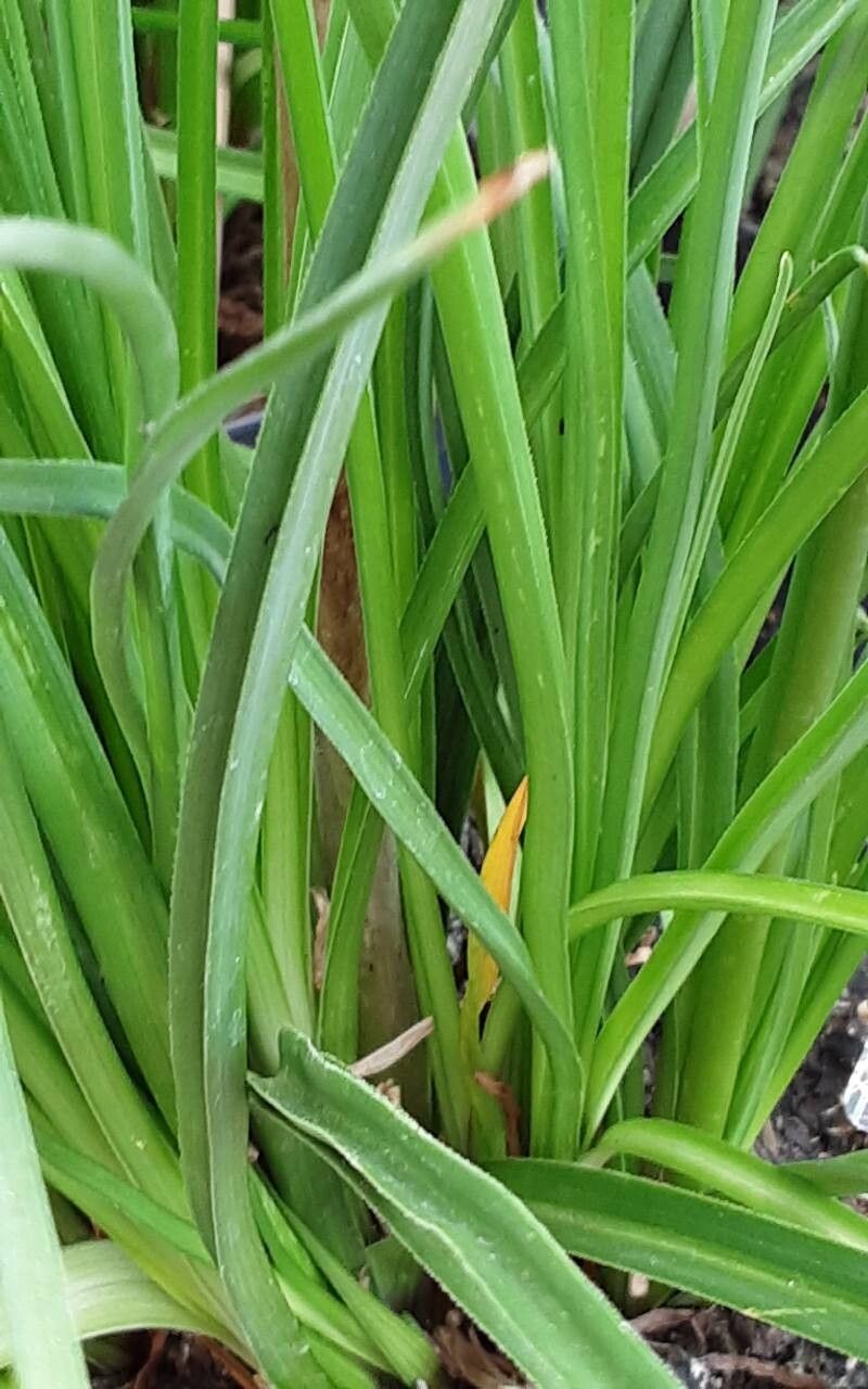 Kniphofia × praecox — houseplant care guide
