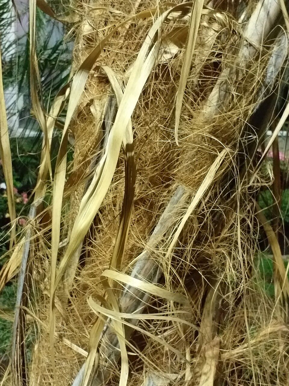 Parajubaea torallyi bark