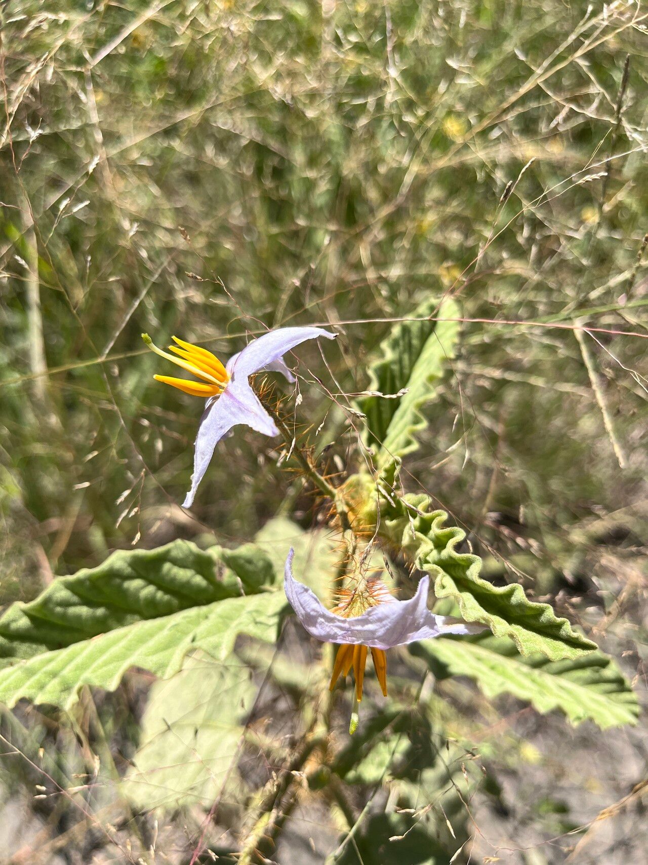 Solanum multispinum flower