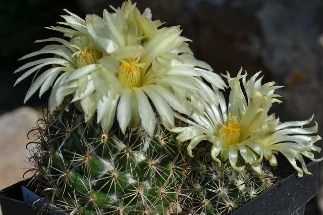 Coryphantha hintoniorum flower