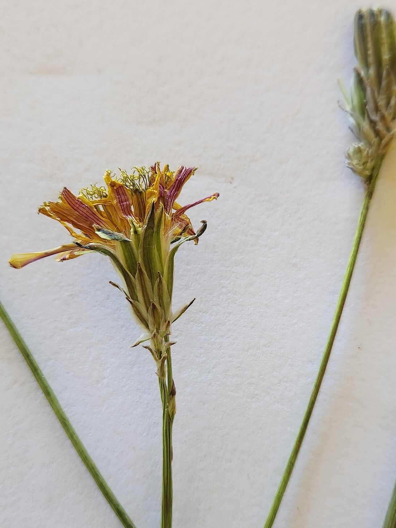 Launaea petitiana flower