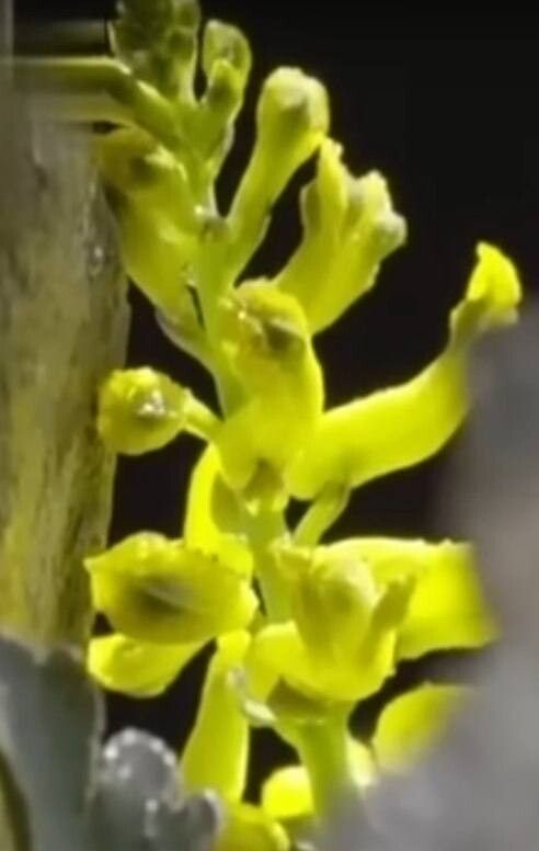 Corydalis saxicola — houseplant care guide