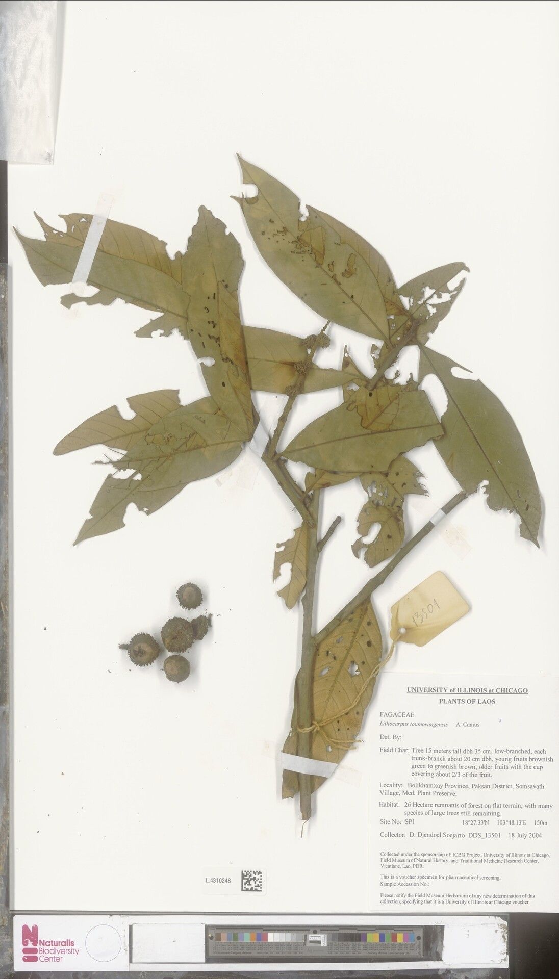 Lithocarpus toumorangensis — search result for 'Lithocarpus'