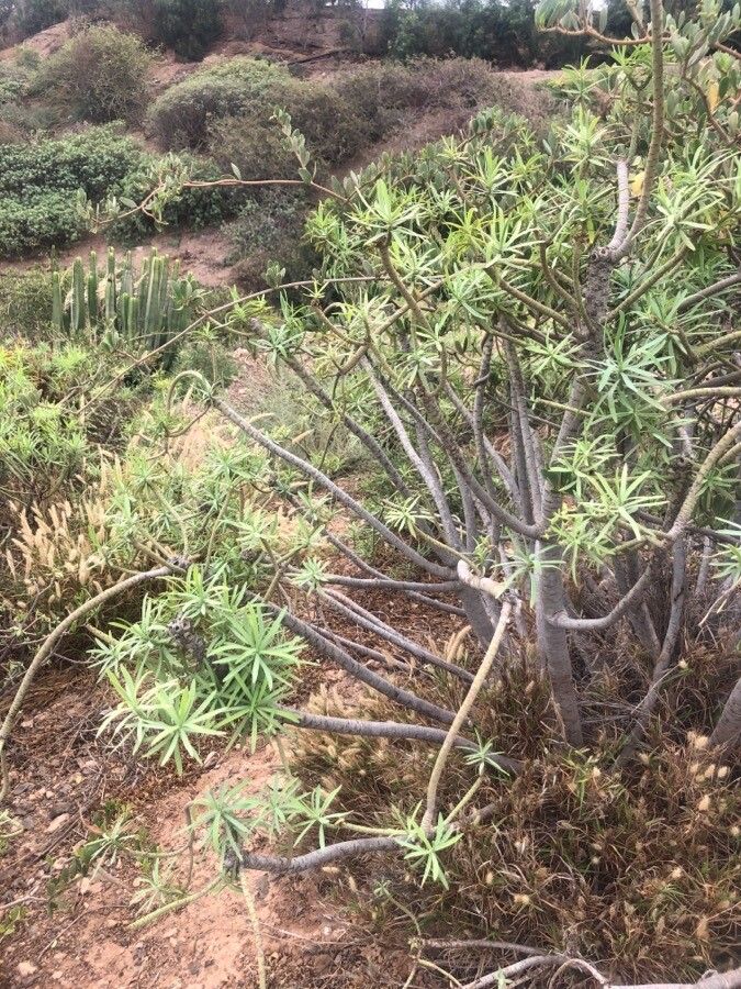 Euphorbia regis-jubae leaf