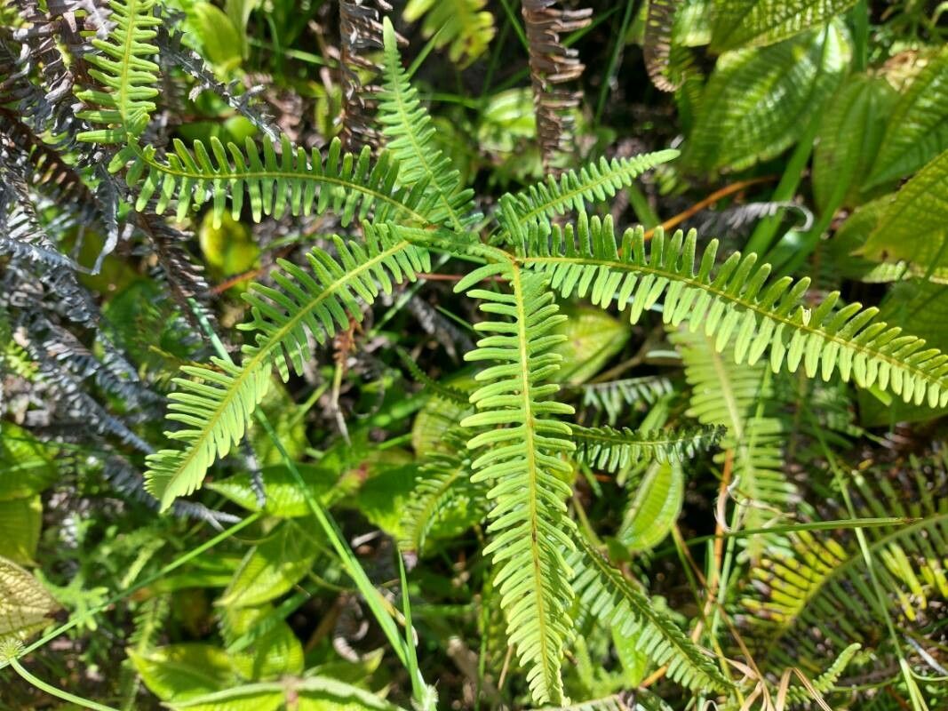 Dicranopteris cadetii leaf