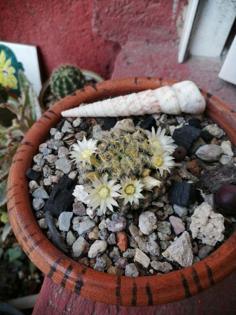 Mammillaria schiedeana flower