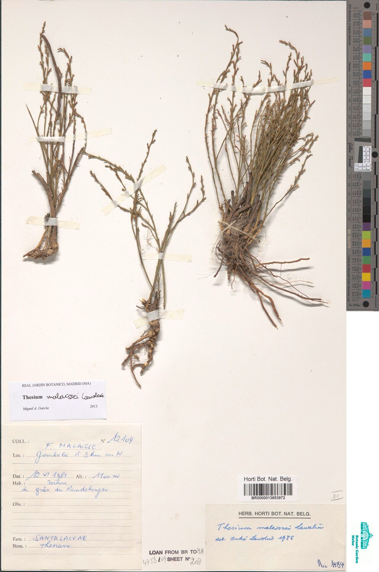 Thesium malaissei — houseplant care guide