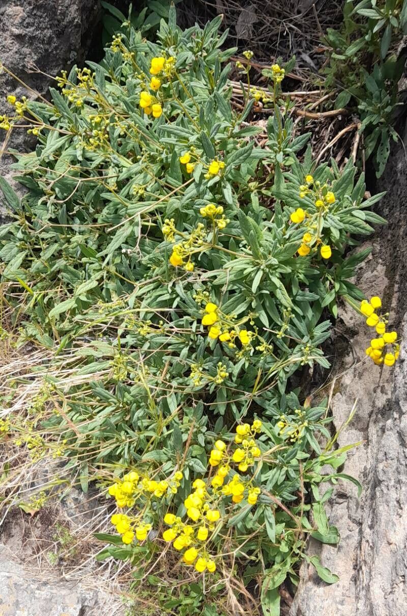 Calceolaria angustifolia habit
