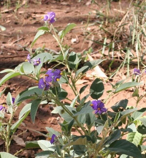 Solanum lucani — houseplant care guide