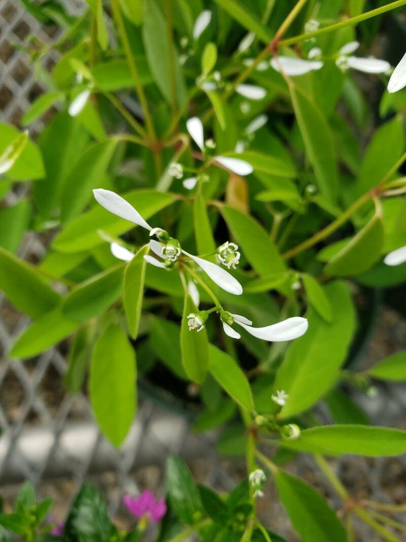 Euphorbia graminea flower
