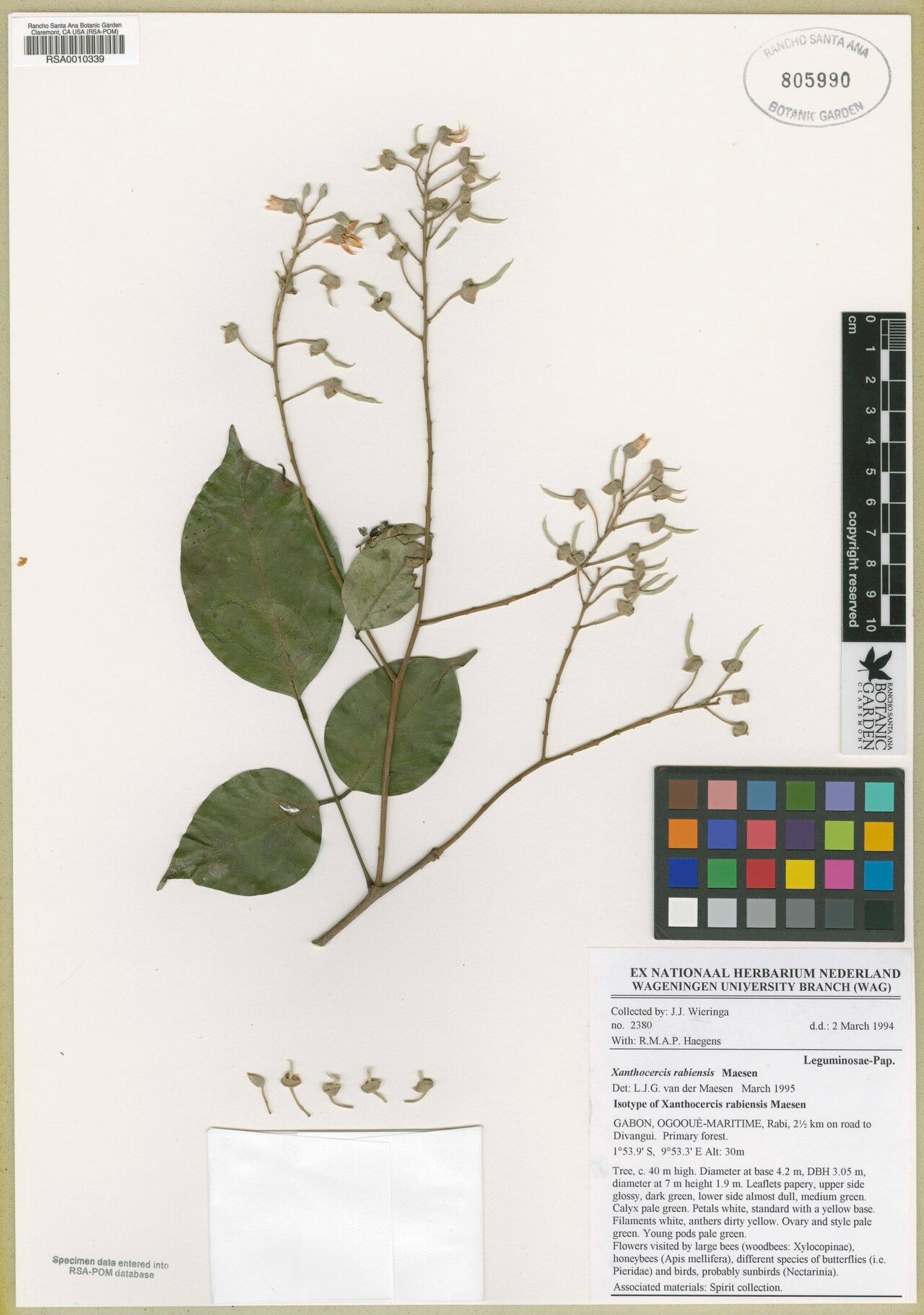 Xanthocercis rabiensis — related species from the same genus