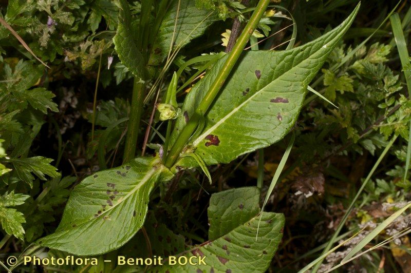 Knautia lebrunii habit