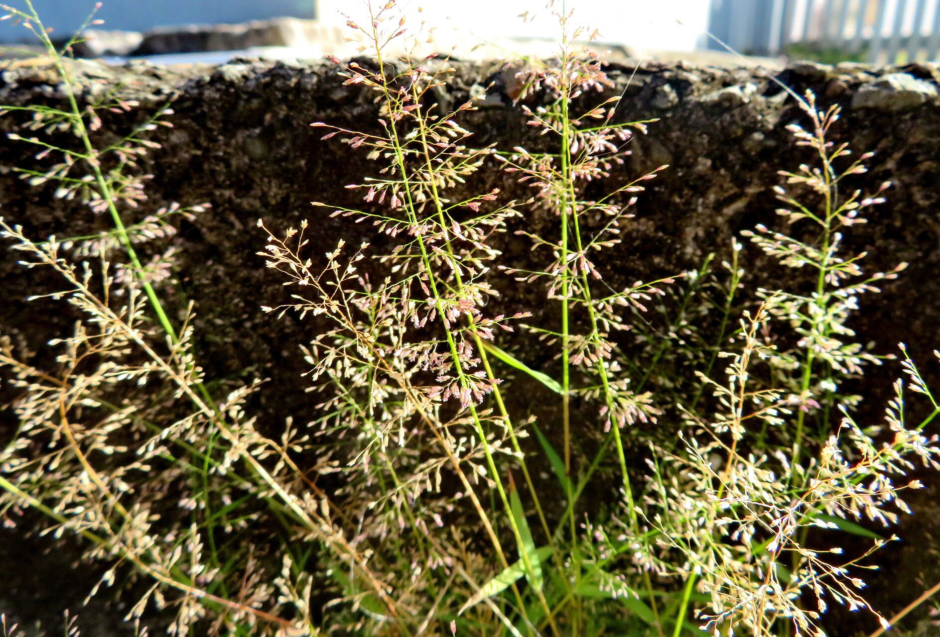 Sporobolus pyramidatus habit