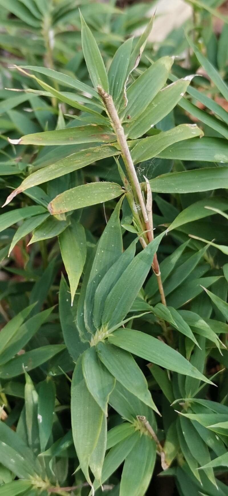Pleioblastus variegatus bark