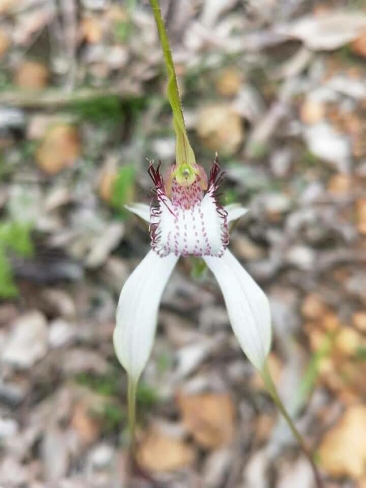 Caladenia longicauda — search result for 'Orchidaceae'