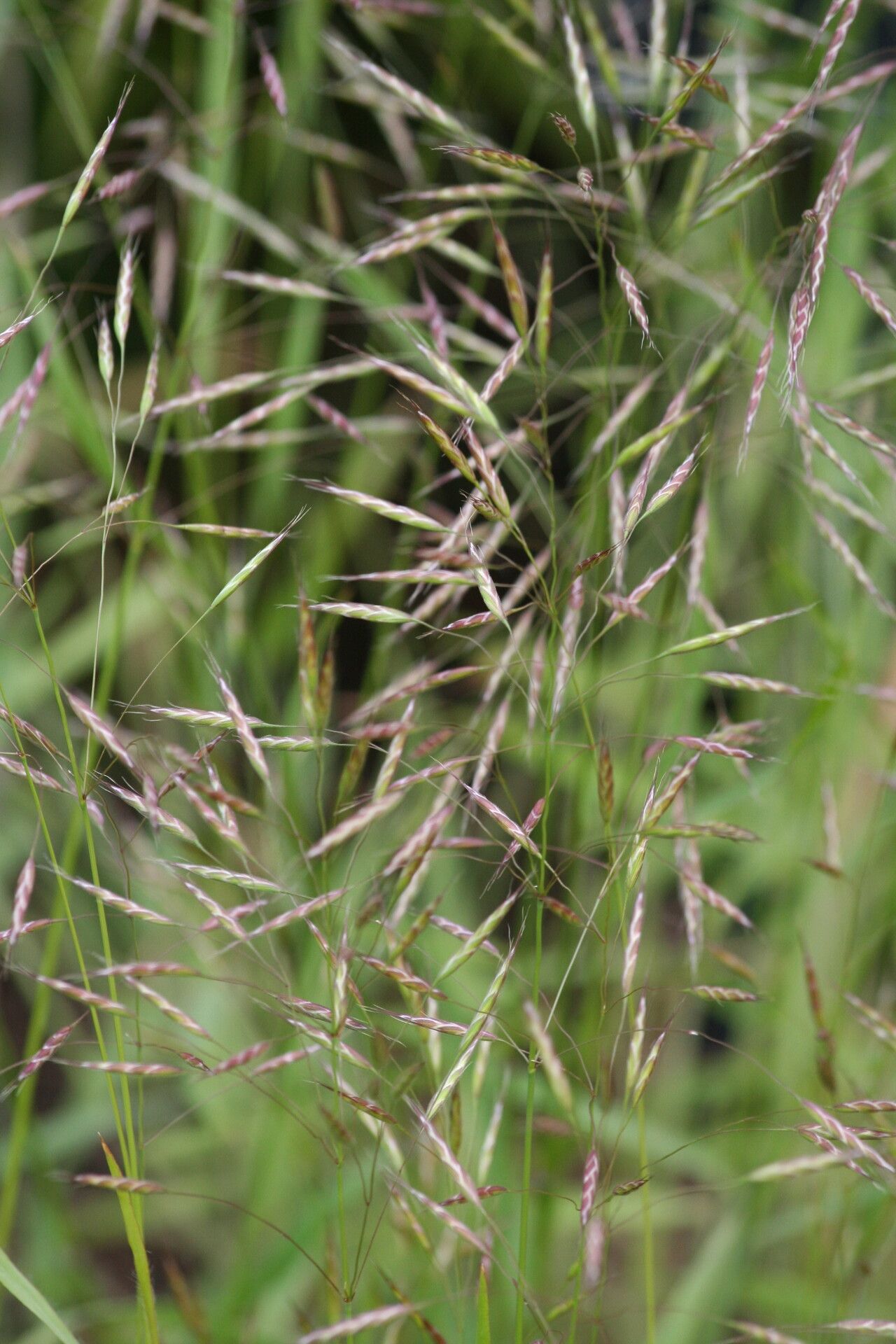 Bromus japonicus — search result for 'Bromus'
