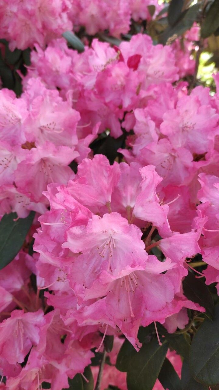 Rhododendron argyrophyllum flower