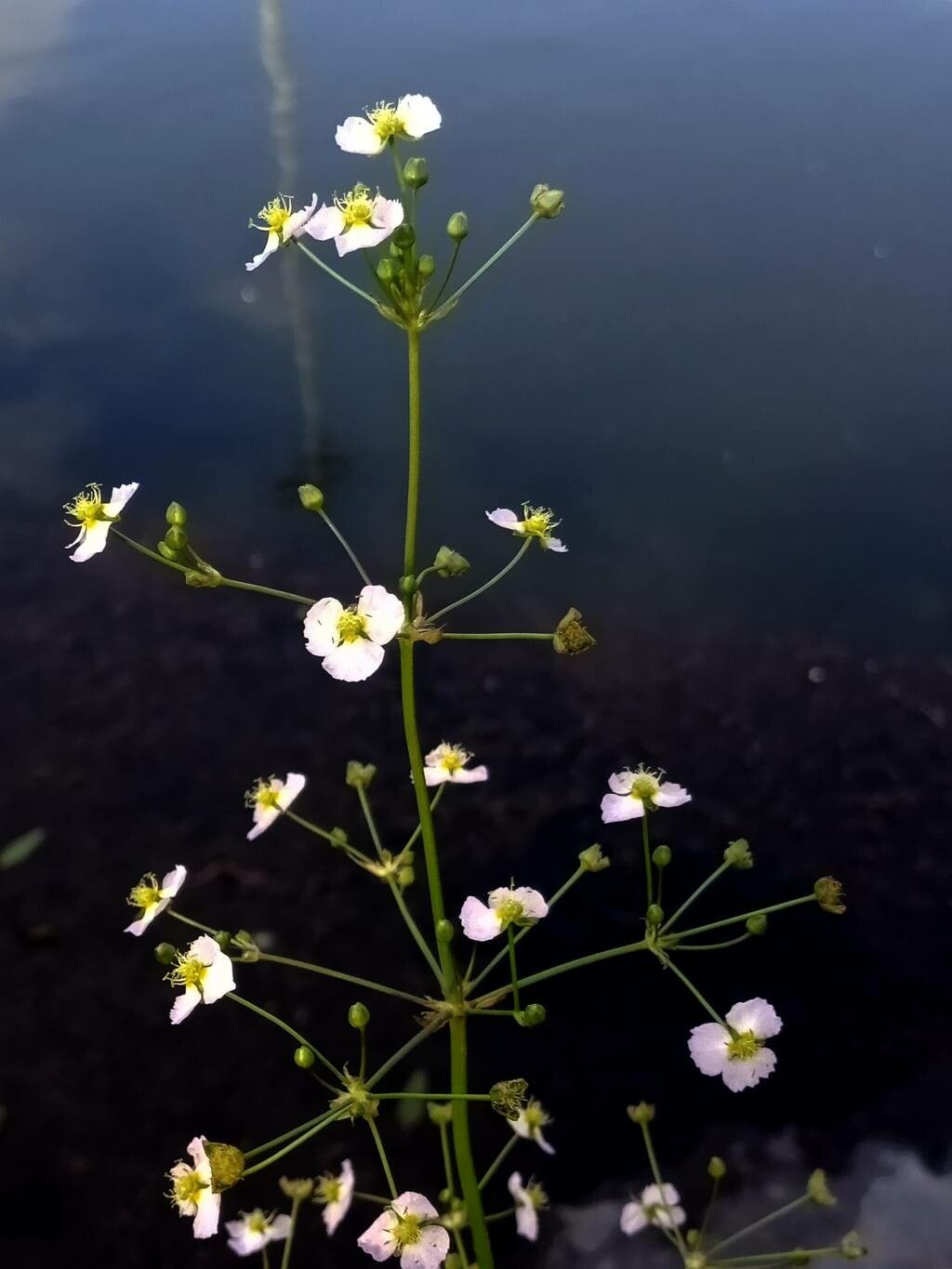 Alisma lanceolatum flower