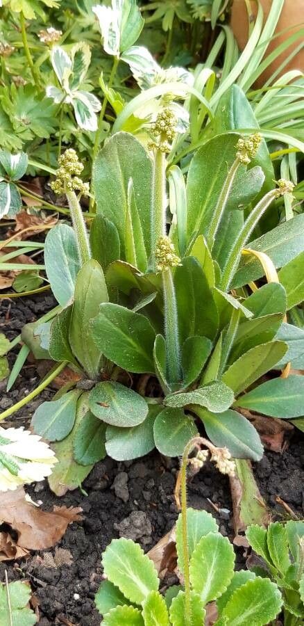 Micranthes pensylvanica flower